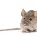 20 Natural Ways to Get Rid Of Rats From House