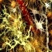 Image of New research sheds light on how the body regulates fundamental neuro-hormone