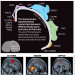 Science helps explain why men are confused about female orgasms