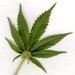 Image of TIL marijuana wasn't illegal in the US until 1937
