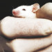Image of The morality of animal testing