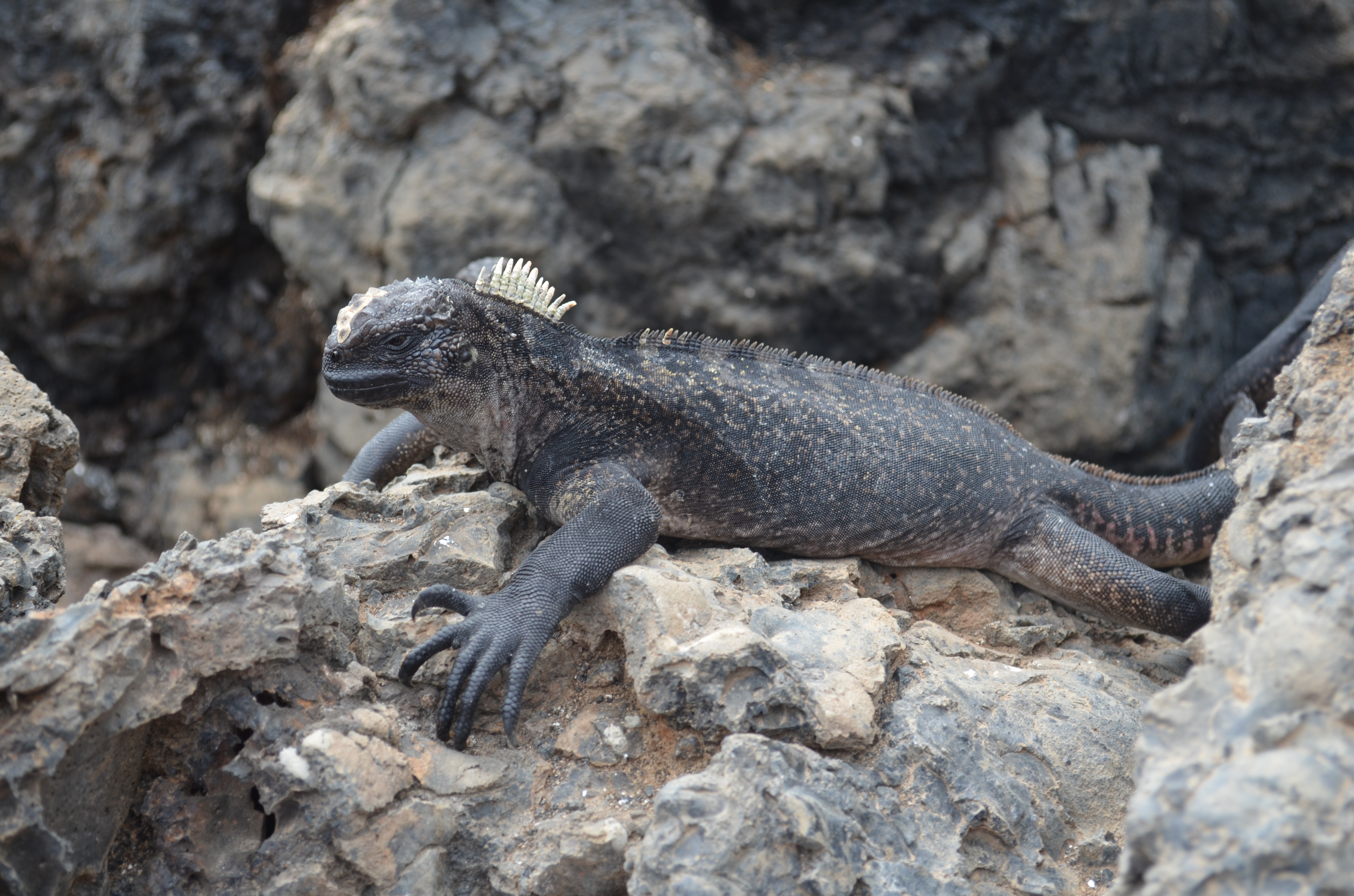 an iguana on a rock in the Galapagos