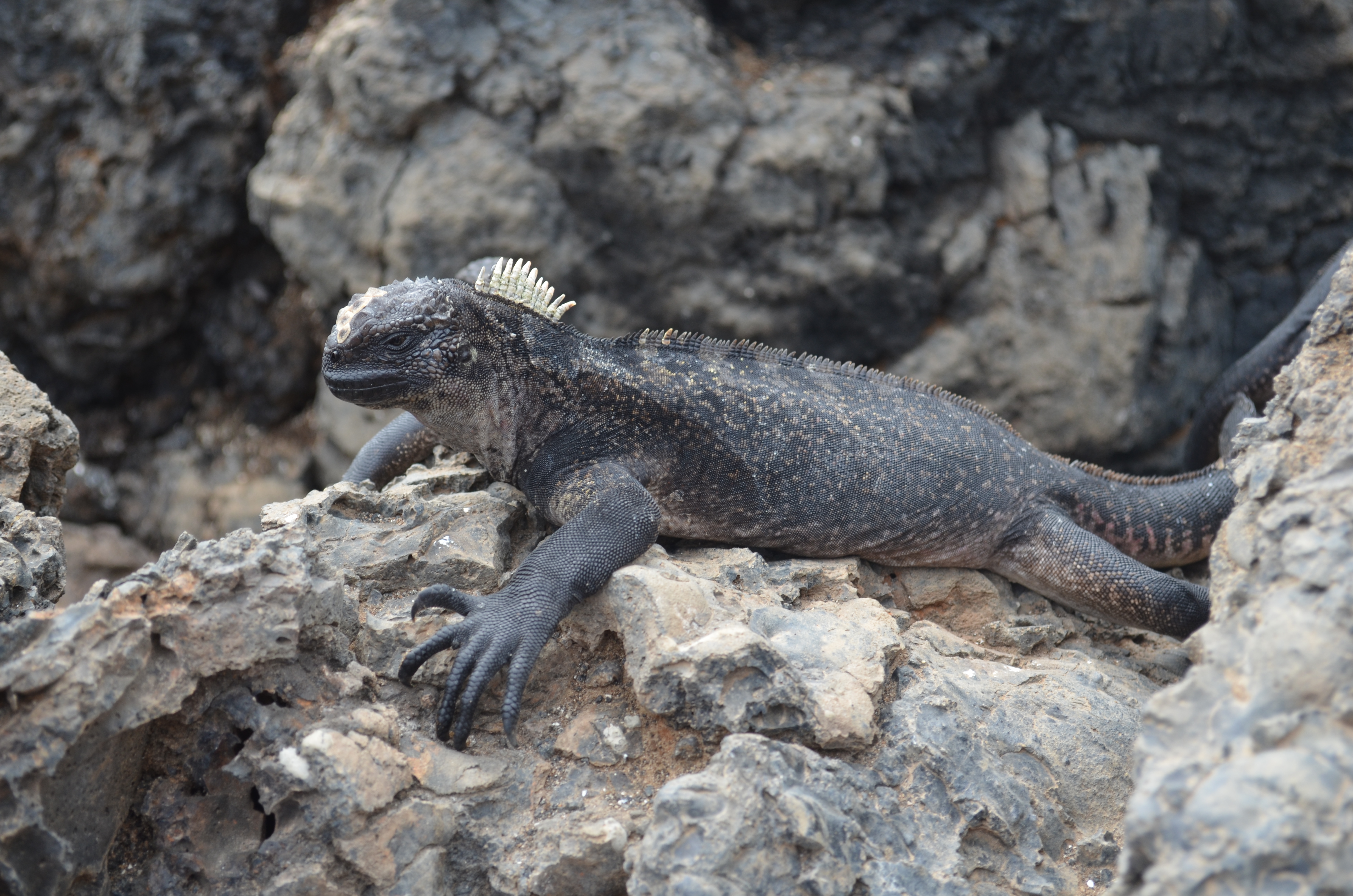 Galapagos Iguana