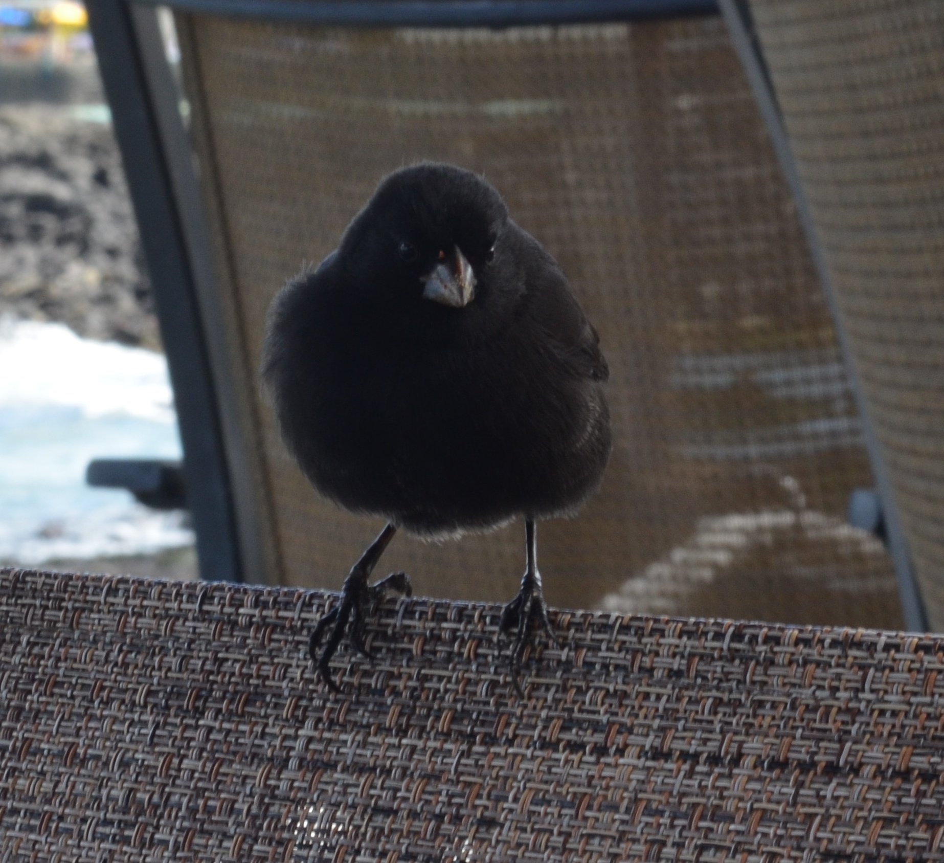 A bird sitting right next to us during lunch