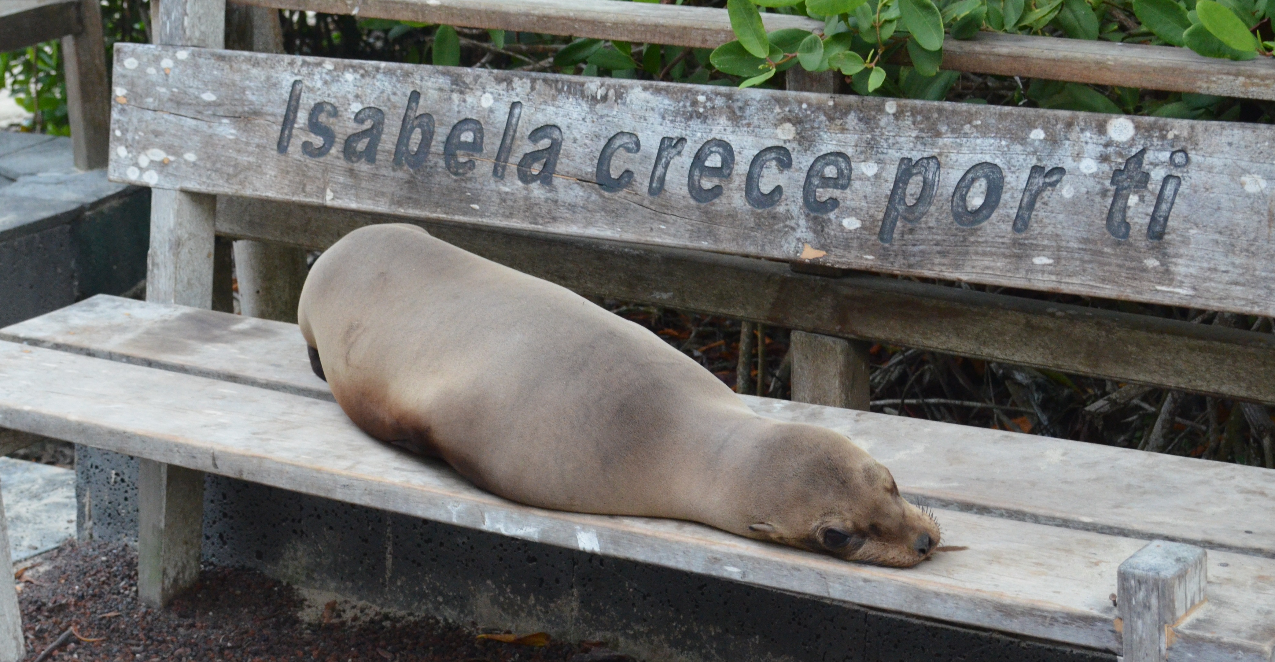 Galapagos sealion isabela island